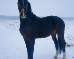 dressage horse Rovaldi (Oldenburg, 2007, from Rosario 37)