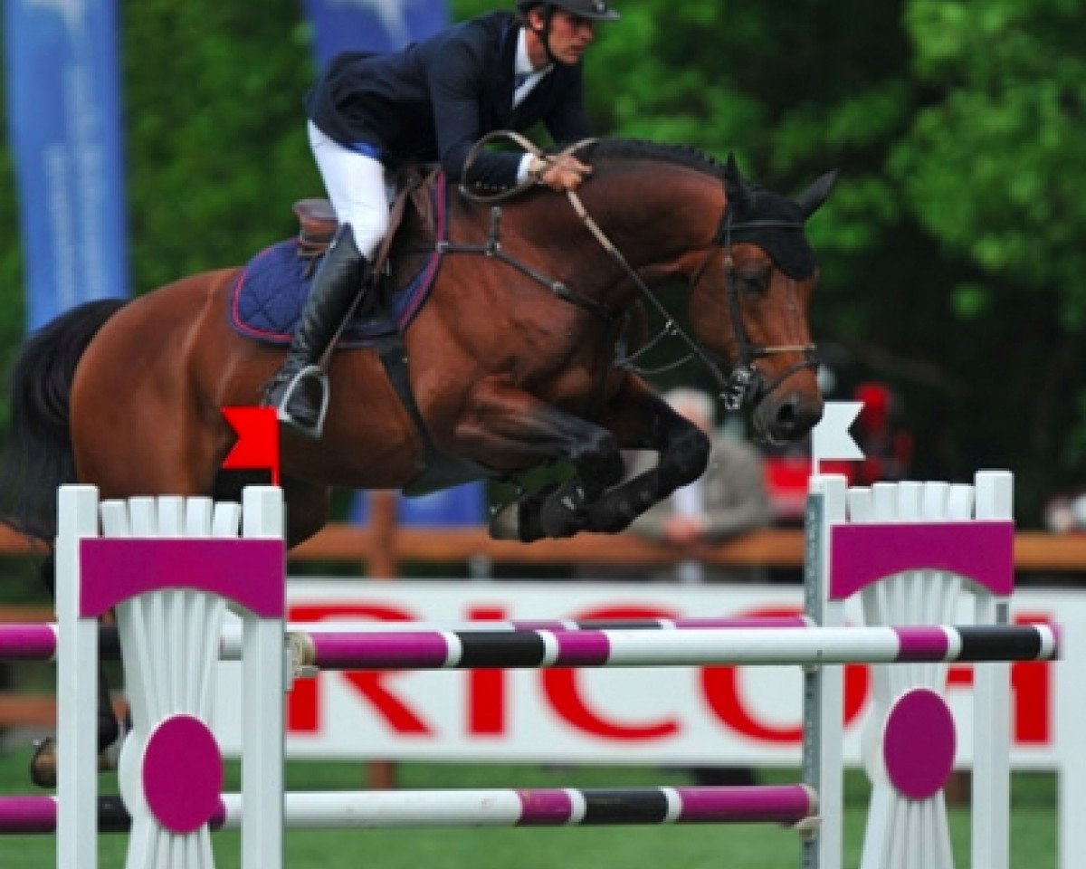 stallion Chopin van het Moleneind (Belgian Warmblood, 2002, from Quick Star)