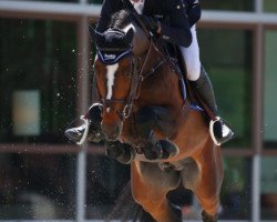 jumper Flaming Key Sr Z (Zangersheide riding horse, 2011, from Flamenco de Semilly)