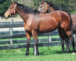 broodmare Hera XIX (Holsteiner, 1993, from Lord)