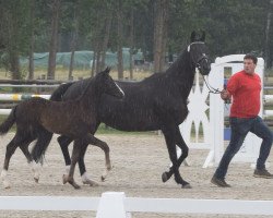 jumper Bellini's Gold (Westphalian, 2017, from Bellini Royal)