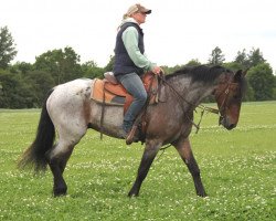 dressage horse Kilclogher Leo (Connemara Pony, 2013, from Kilmullen Fionn)