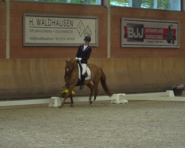 Reitturnier Mönchengladbach-Wickrath 2018