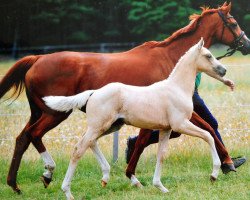 broodmare Quäntchen Gold (German Sport Horse, 2014, from DSP Quasi Gold Md)