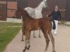 jumper Chacco's Carino (German Sport Horse, 2017, from Chacco's Son II)