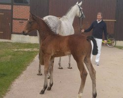 Springpferd Chacco's Carino (Deutsches Sportpferd, 2017, von Chacco's Son II)