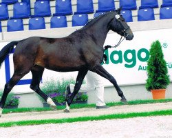 broodmare Cinemoon (Rhinelander, 2008, from Cornado NRW)