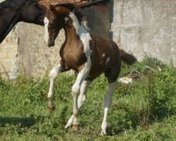 jumper Las Vegas Fly (KWPN (Royal Dutch Sporthorse), 2016, from Bonanza)