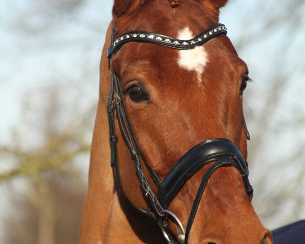 dressage horse Loxten S (Hanoverian, 2008, from Londonderry)