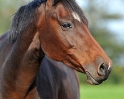 broodmare Pretty Cera (Holsteiner, 2000, from Contender)