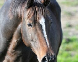 broodmare Noblesse (Holsteiner, 1998, from Coriander)