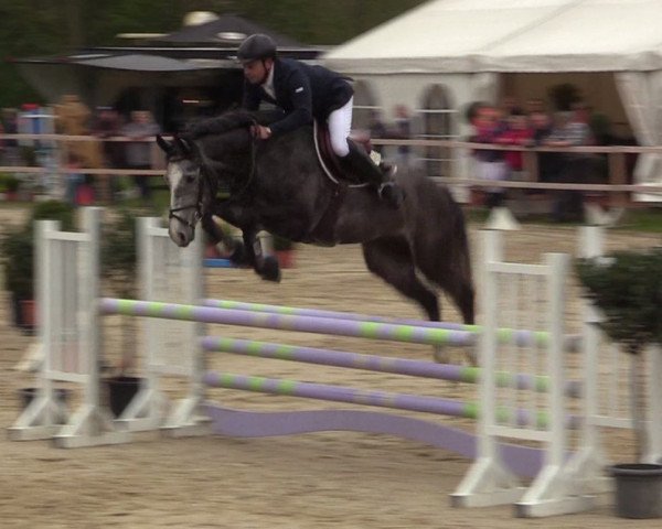 jumper Greco 45 (Hanoverian, 2012, from Grey Top)