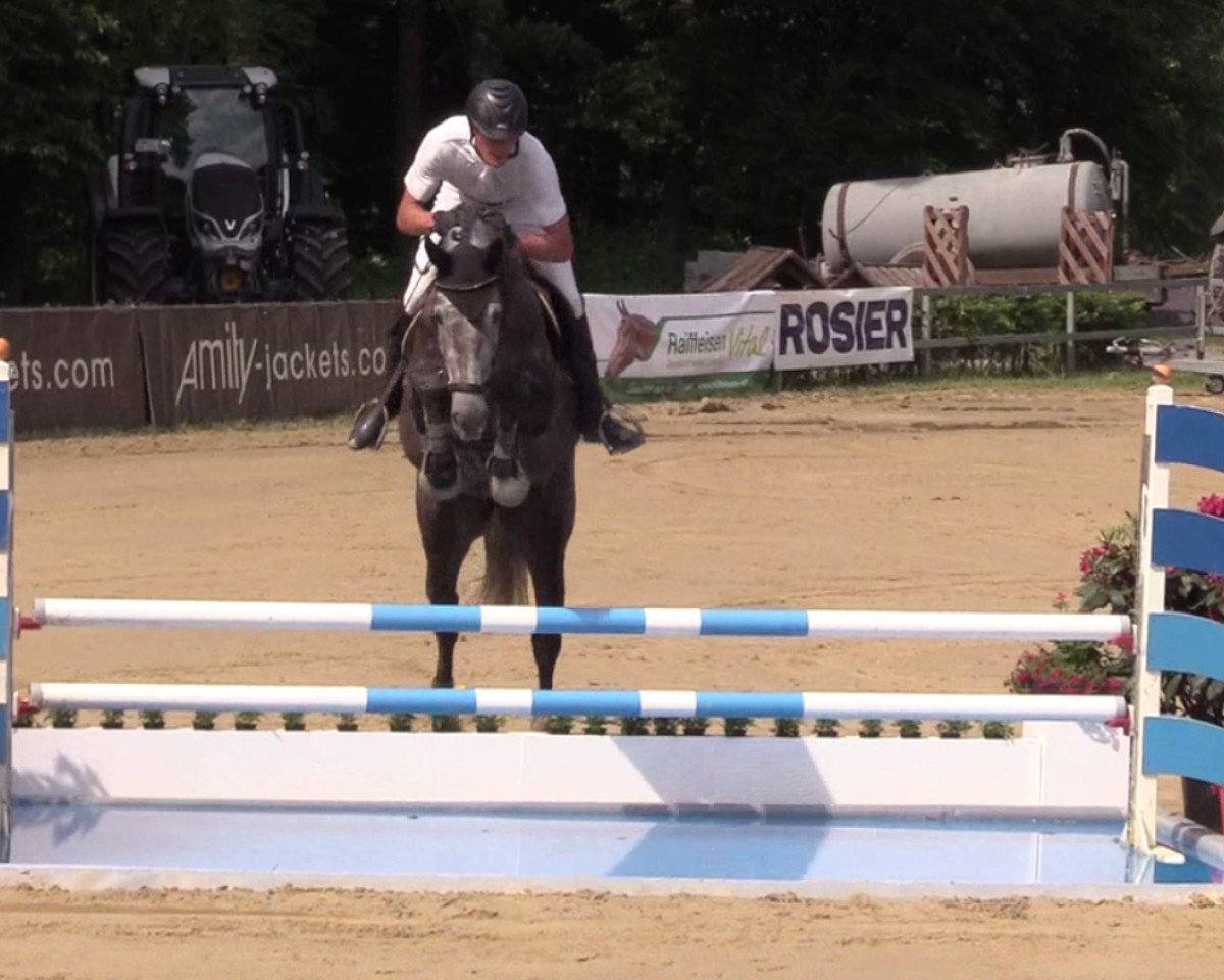 jumper Candorra R (Westphalian, 2012, from Cathanos)