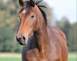 broodmare La Royale II (German Warmblood, 2006, from Lagrain)