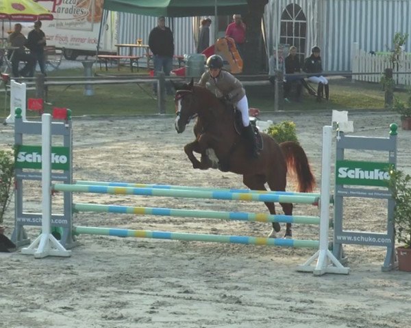 jumper Cool And Clever (Oldenburg show jumper, 2012, from Coupe d`Or)
