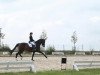 dressage horse Loreen 138 (Rhinelander, 2004, from Lord Sinclair II)