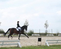 dressage horse Loreen 138 (Rhinelander, 2004, from Lord Sinclair II)