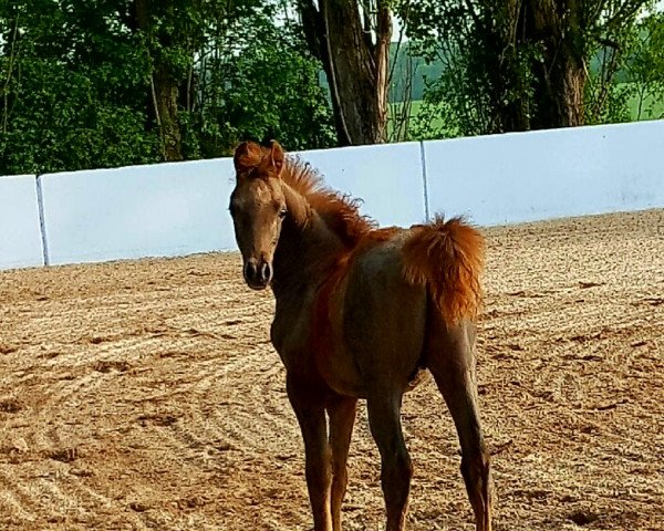 Pferd ZL Selim ibn Bashir (Vollblutaraber, 2016)