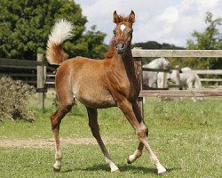 broodmare ZL Bint Mofisa II (Arabian thoroughbred, 2015, from Mahfouz Halim EAO)