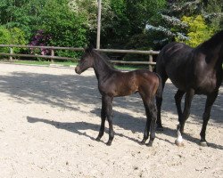 dressage horse Call me Moritz N (Hanoverian, 2009, from Casillas 2)