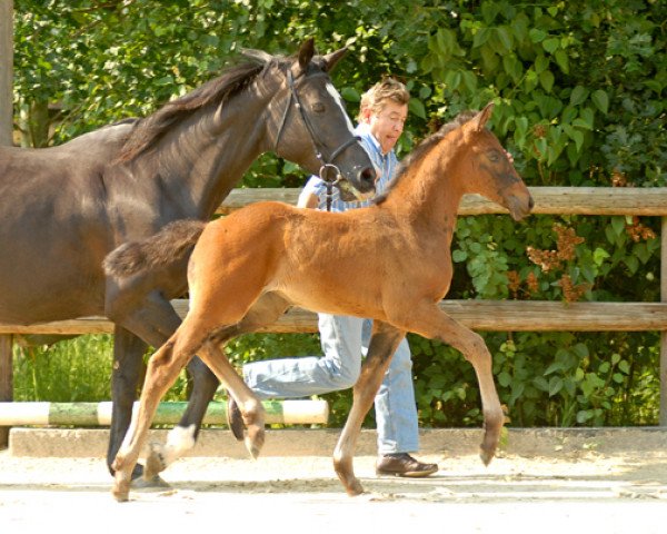 broodmare Larian (Oldenburg, 1995, from Campari M)