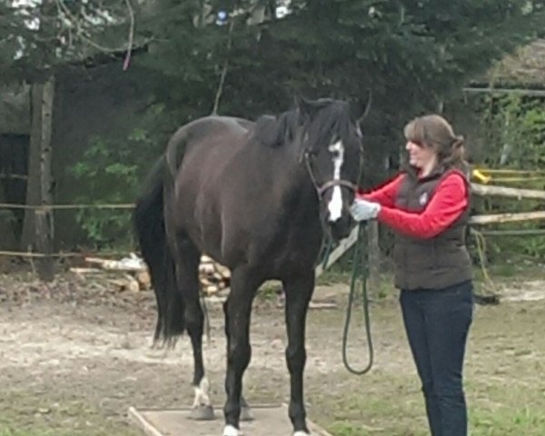 jumper Caron (Holsteiner, 2010, from Clintord)