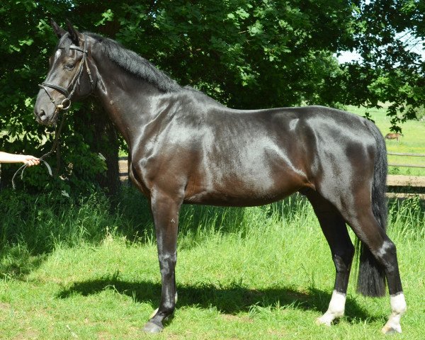 dressage horse Chiaro (Hanoverian, 2013, from Copyright 17)