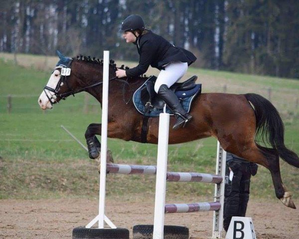 broodmare Kessy (German Riding Pony, 2002, from Kentucky)