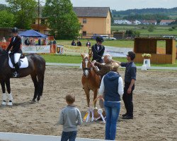 dressage horse Nelli (8,59% ox) (Edelbluthaflinger, 2006, from Nandolino (7,81% ox))