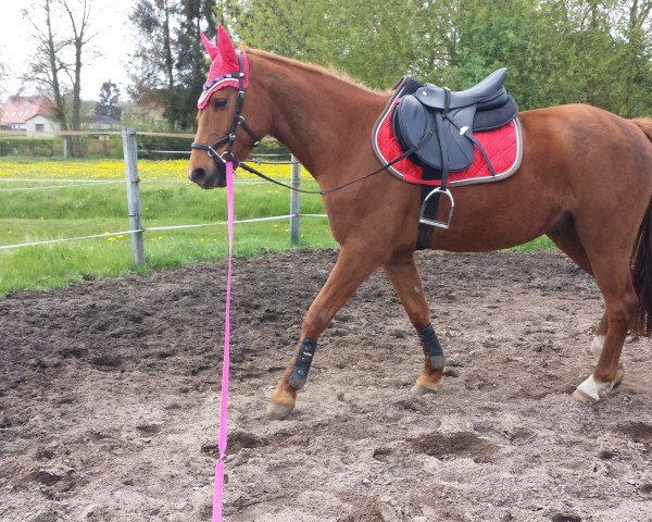 jumper Volgae (German Riding Pony, 2011, from Van Goghs Varouche)