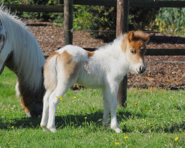 Zuchtstute Tiponis Winona (Shetland Pony (unter 87 cm), 2017, von German B)