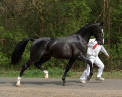 Deckhengst Abrilon (KWPN (Niederländisches Warmblut), 2005, von Ahoy)