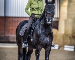 dressage horse Dance with me 16 (Westphalian, 2012, from Dankeschön)