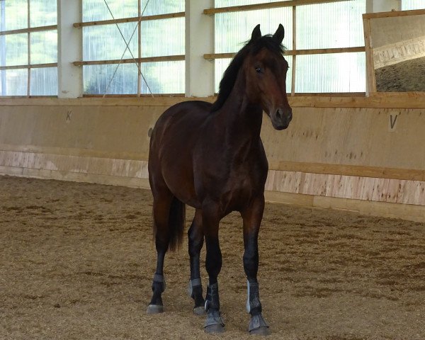 dressage horse Jazz Marquess (Hanoverian, 2013, from Jazz Time)