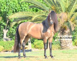 horse Excelente (Pura Raza Espanola (PRE), 2013)