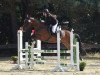 jumper Re Durango (German Sport Horse, 2003, from Re Mexico)