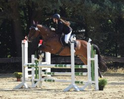 jumper Re Durango (German Sport Horse, 2003, from Re Mexico)