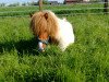 Pferd Derrick vom Försterberg (Shetland Pony (unter 87 cm), 2016, von Dressman B)