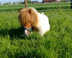 horse Derrick vom Försterberg (Shetland pony (under 87 cm), 2016, from Dressman B)