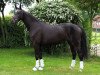 broodmare Cafe's Kimba (Oldenburg show jumper, 2013, from Cafe au lait 2)