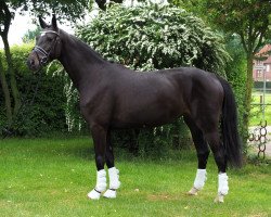 broodmare Cafe's Kimba (Oldenburg show jumper, 2013, from Cafe au lait 2)