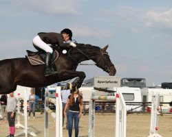 jumper Latima 5 (Hanoverian, 2001, from Latimer)