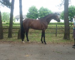 dressage horse Wallach von Dauphin/Conteur (Hanoverian, 2014, from Dauphin)