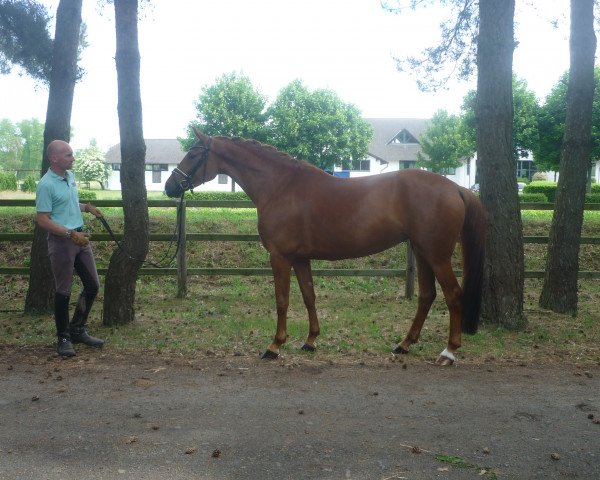 dressage horse Stute von Edward/Fabriano (Hanoverian, 2013, from Edward 28)