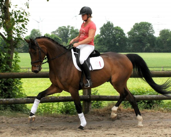 dressage horse Quintabon (Westphalian, 2007, from Quinta Real)