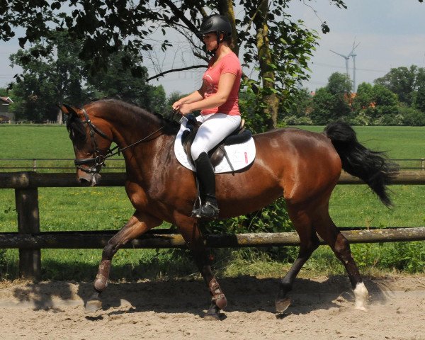 jumper Stute von Levistano/Saccor (German Sport Horse, 2010, from Levistano)