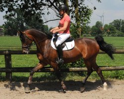 jumper Stute von Levistano/Saccor (German Sport Horse, 2010, from Levistano)