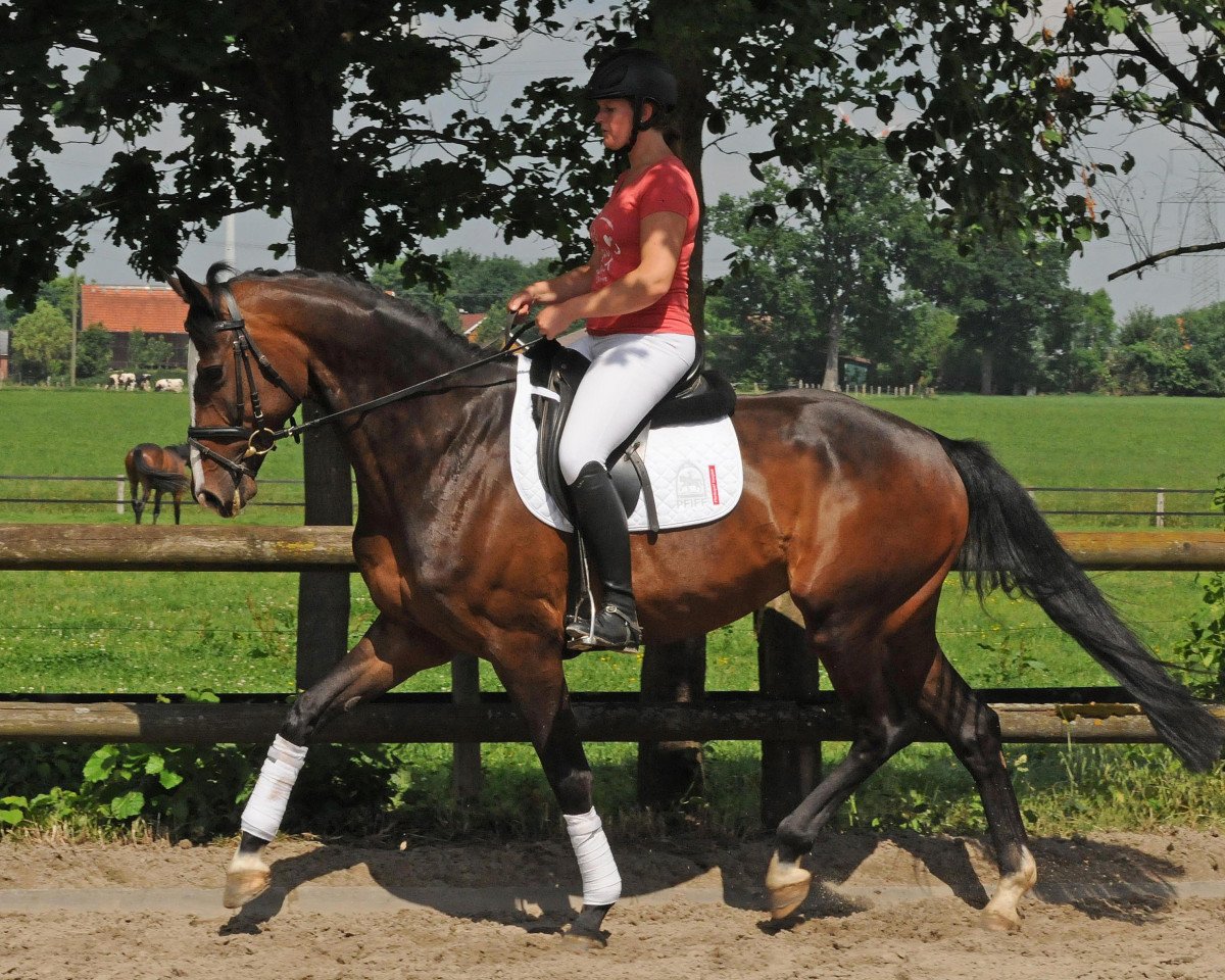 horse Stute von Sir Donnerhall/Larome (Westphalian, 2008, from Sir Donnerhall I)