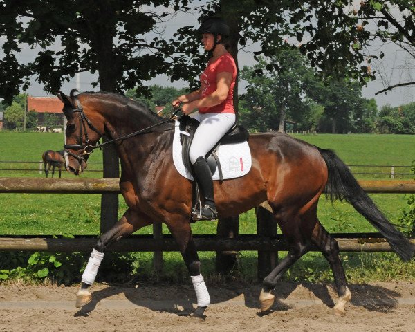 dressage horse Stute von Sir Donnerhall/Larome (Westphalian, 2008, from Sir Donnerhall I)