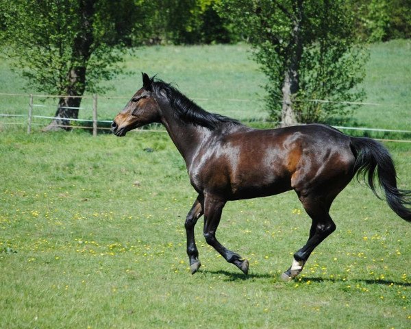 horse Soleil (Trakehner, 2001, from Amelio)